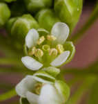 Roadside pennycress 